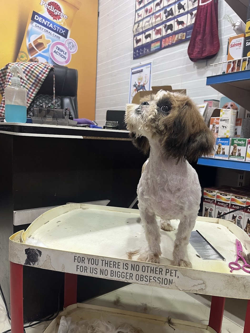 A dog on our grooming table