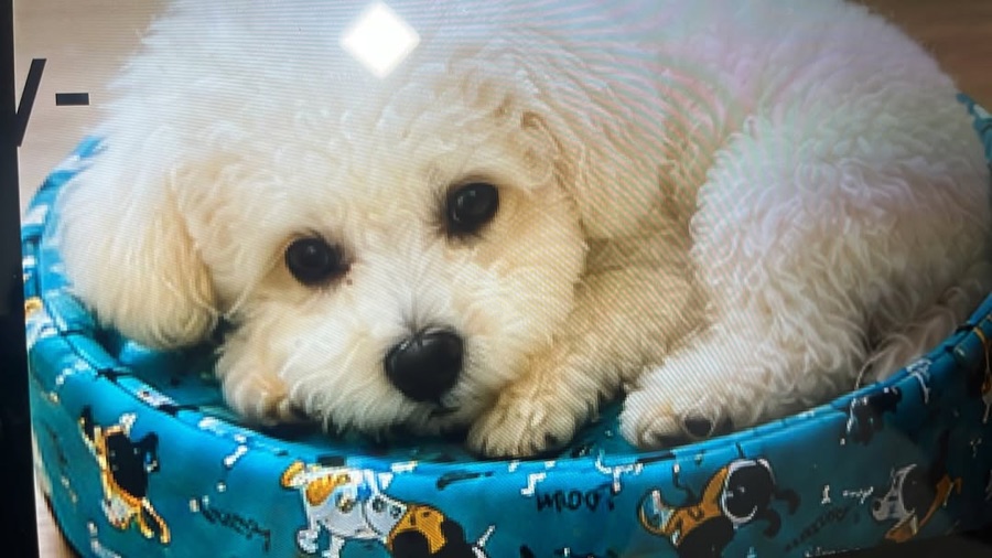 Puppy cosy in a pet bed