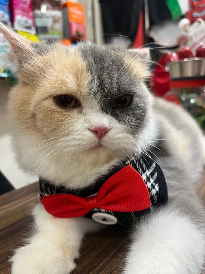 Our dapper shop cat in a bow tie