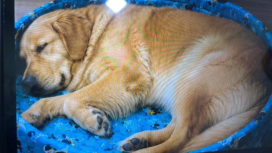 Golden retriever napping in a pet bed
