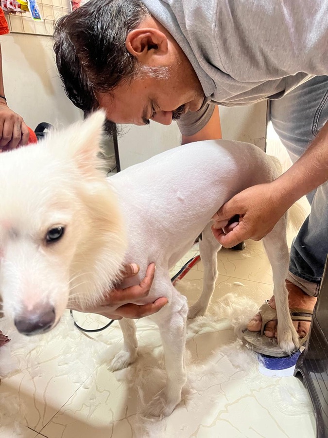 Dr. Sunil Y. Patil grooming a dog at the shop