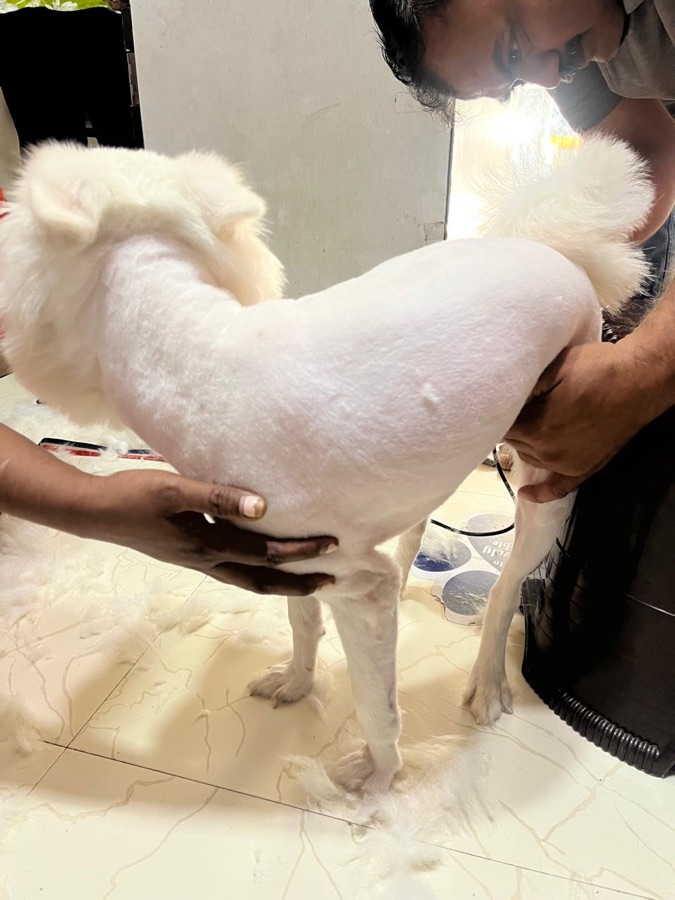 A dog after a full summer cut