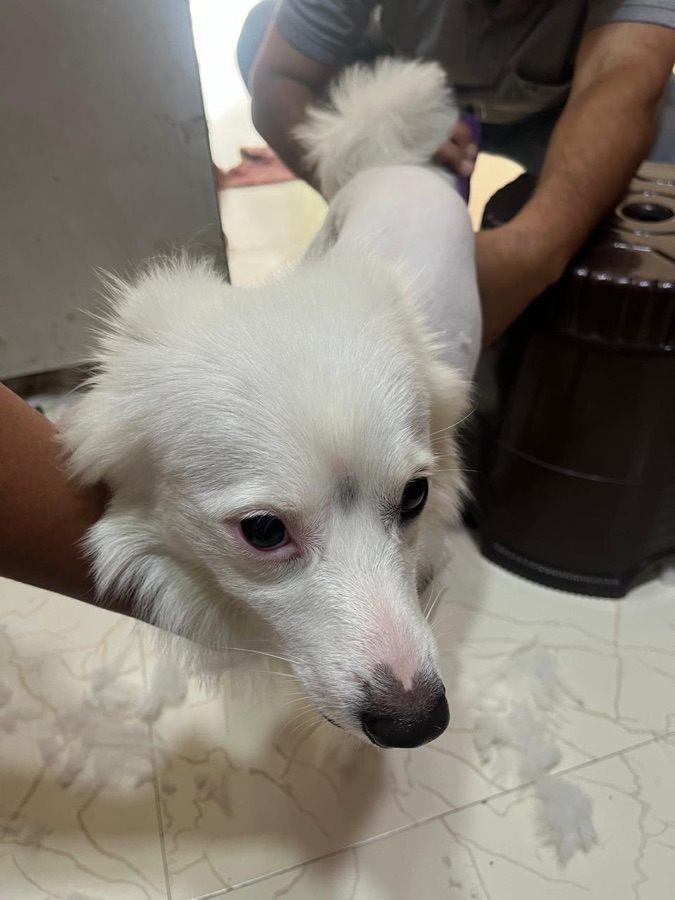 A dog fresh from grooming at our studio