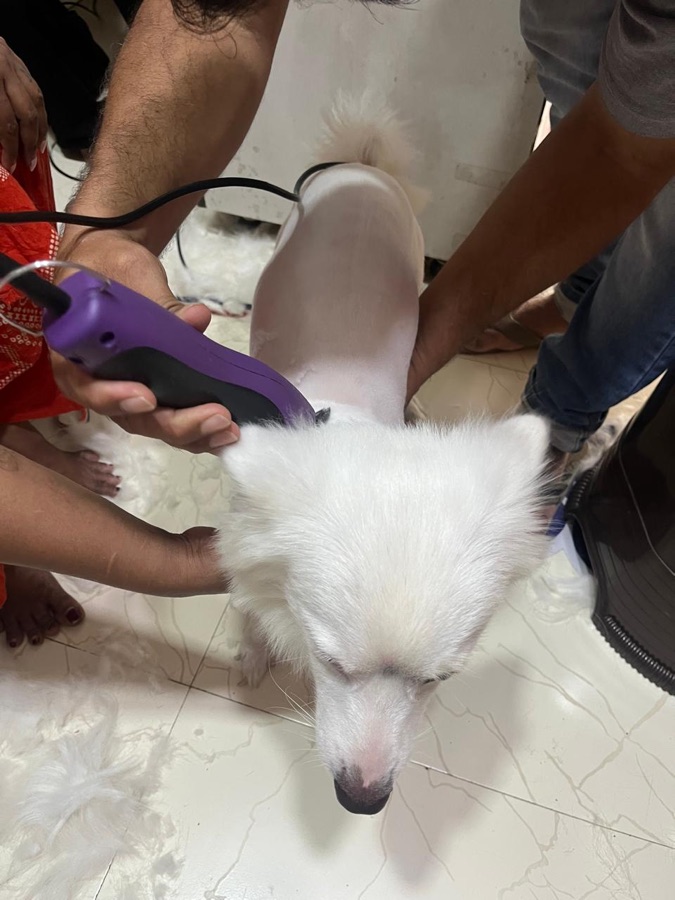 Grooming in progress