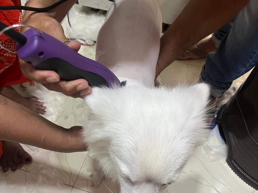 Pet grooming in progress at Shree Swami Samarth Pets Shop, Ulhasnagar
