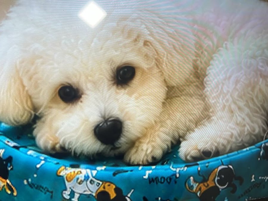 Puppy in a pet bed at Shree Swami Samarth Pets Shop, Ulhasnagar