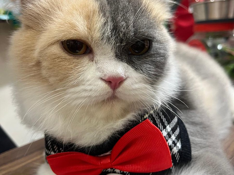 Groomed cat wearing a bow tie after a cat groom in Ulhasnagar