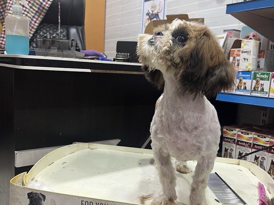 Freshly groomed dog on the grooming table at Shree Swami Samarth Pets Shop, Ulhasnagar
